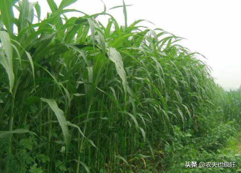 高產(chǎn)牧草有哪些品種？第2種可收割20年，第3種一年能割8茬