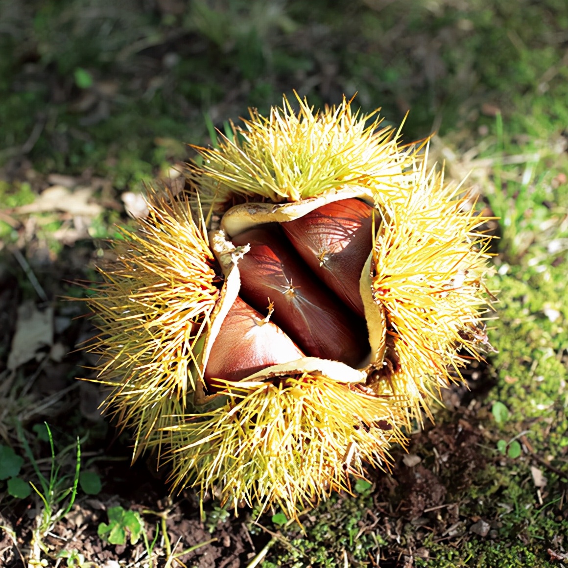 沐夏生活美学｜长谷川弓子在《大栗子》树下