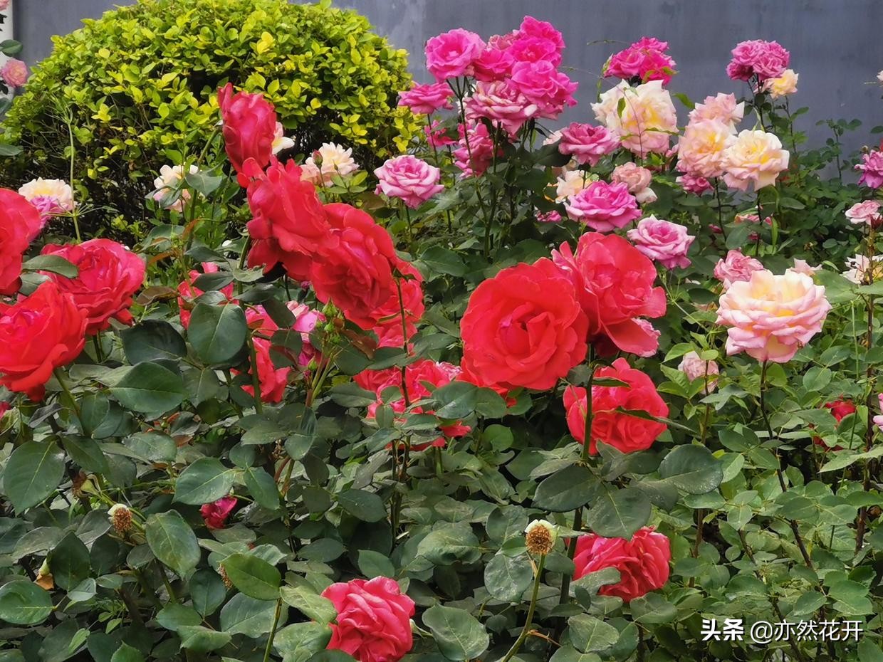 巧妙运用正面描写和侧面描写，使文章更加生动有趣