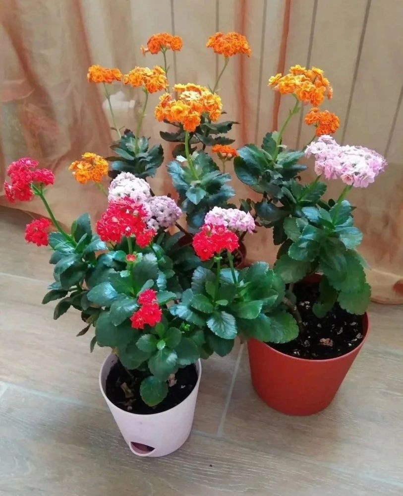 什么花不适合家里养（不适合家里养的32种花）