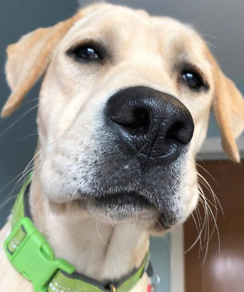 狗狗最讨厌人类做的6件事,怪不得狗狗不喜欢你