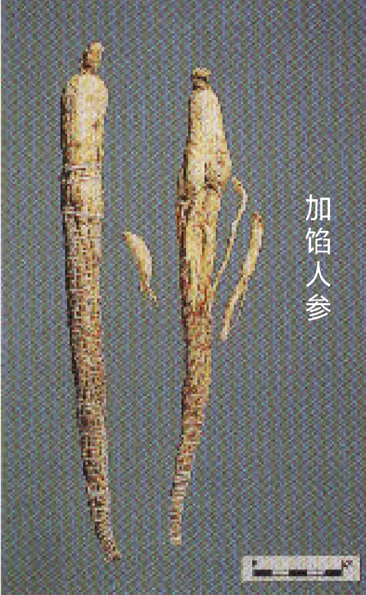如何鉴别人参的真假