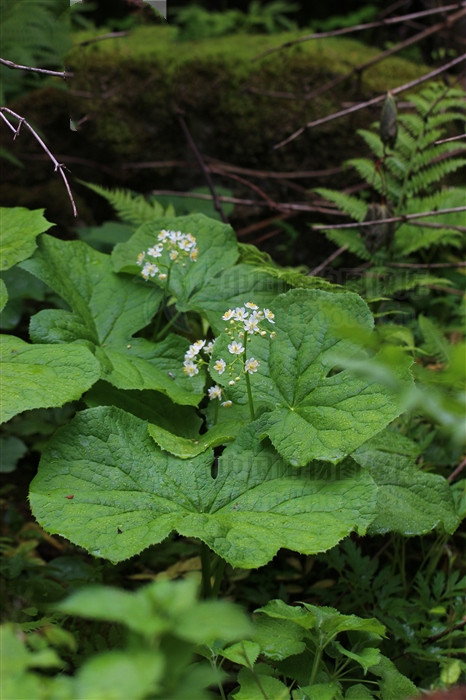鬼臼果价格山荷叶