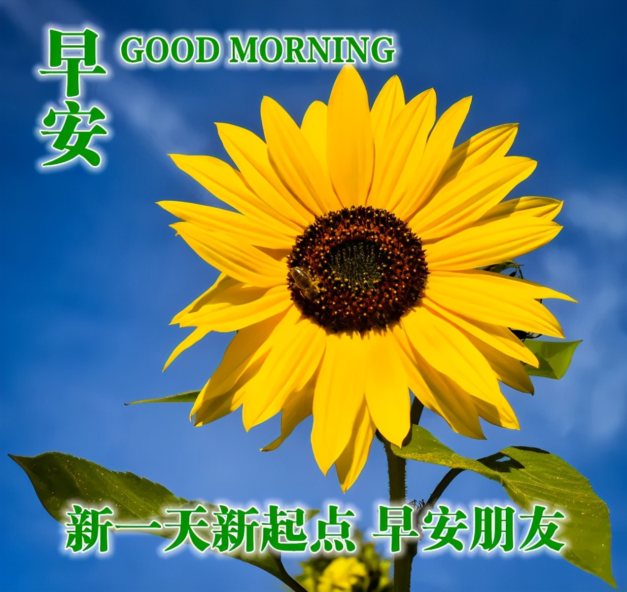 快乐幸福的早上好动态图片，早安心语动态表情包