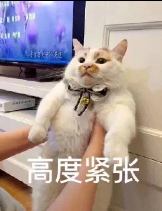 猫咪表情包合集｜我这不是肉，是妈妈的钱