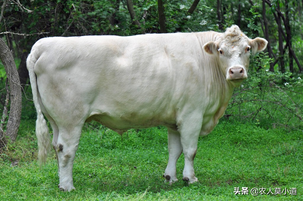 多少钱的牛仔裤值得养一头牛卖到2