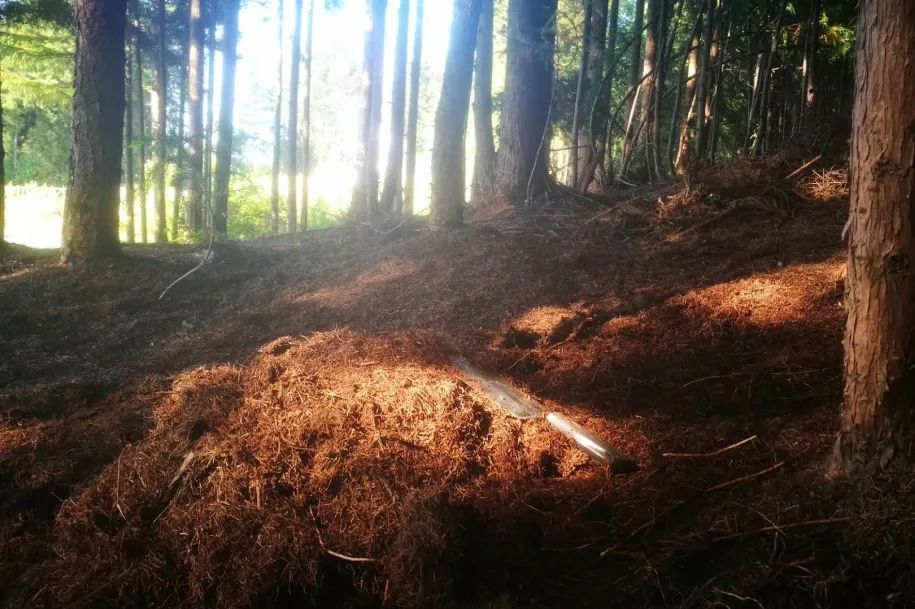 海妈花园访问｜想种花没地方？重庆小学老师在学校楼顶造了座花园