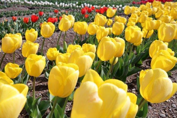 郁金香什么時候開花,郁金香什么時候開花什么時候結束