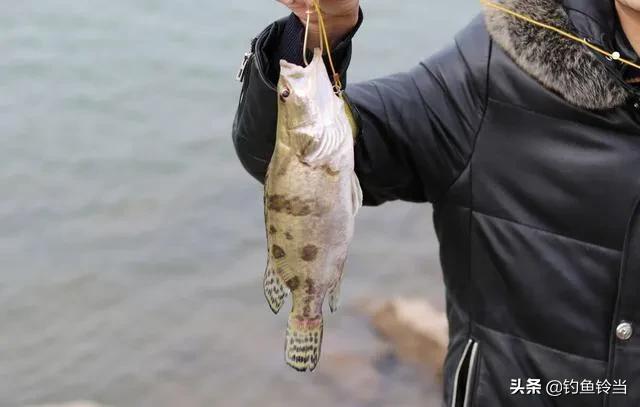 松花江鳜鱼的无奈，在松花江里有名无实，只能南下迁移求生存？