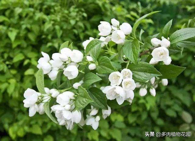 茉莉花喜阴还是喜阳（这5个小技巧就能让茉莉花开不断）