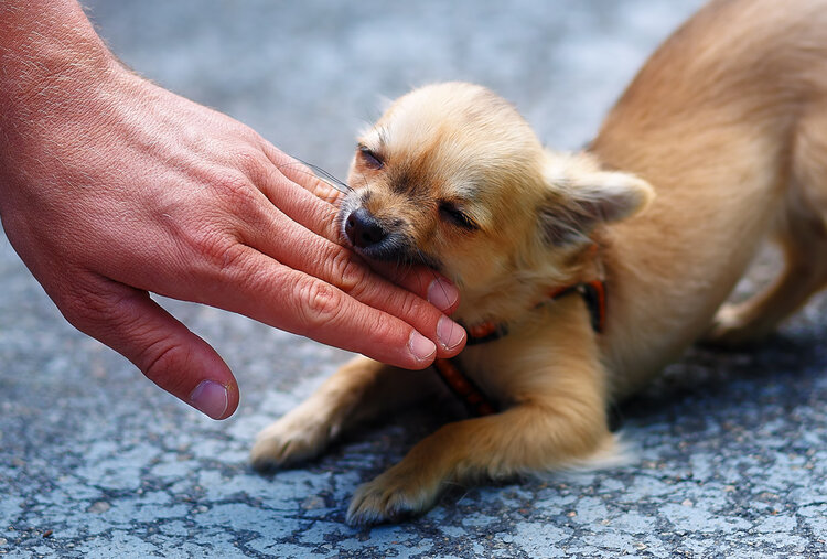 狂犬疫苗最佳时间是多少小时内（最好在24小时内接种）-第3张图片