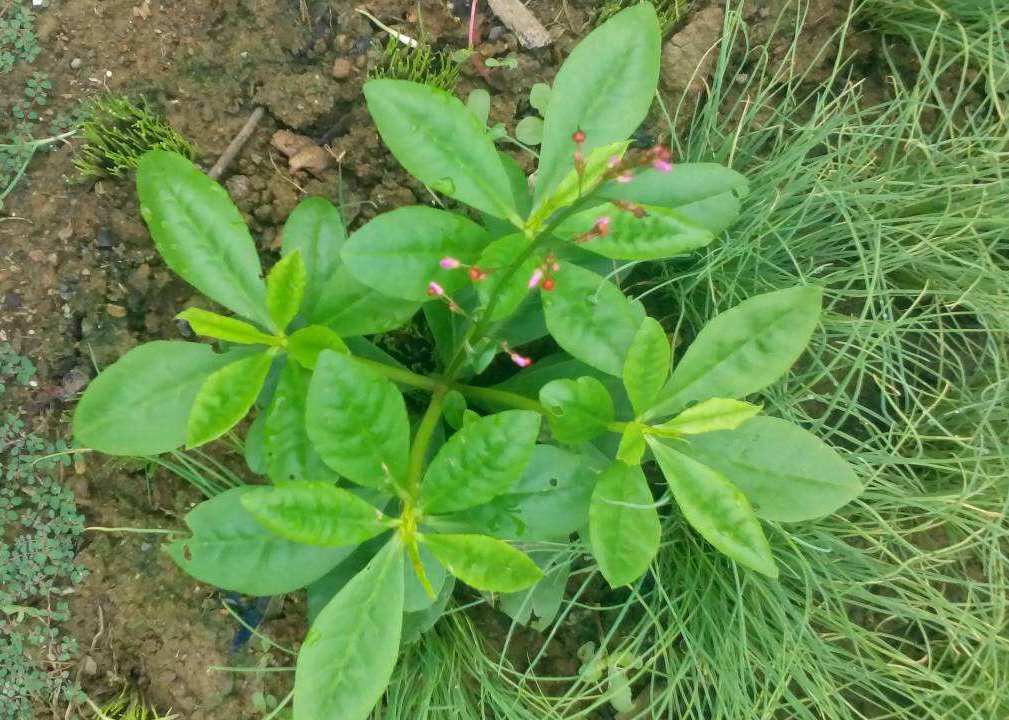 农村的这种植物,人称"土人参,价值很高,可与真正人参媲美