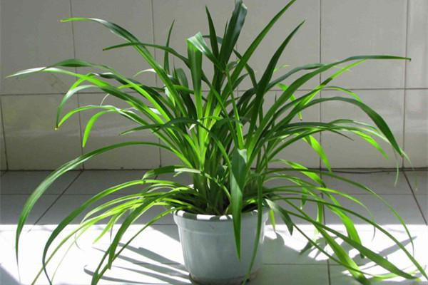 吊兰能净化室内的空气-吊兰能净化室内的空气嘛 - 情书号