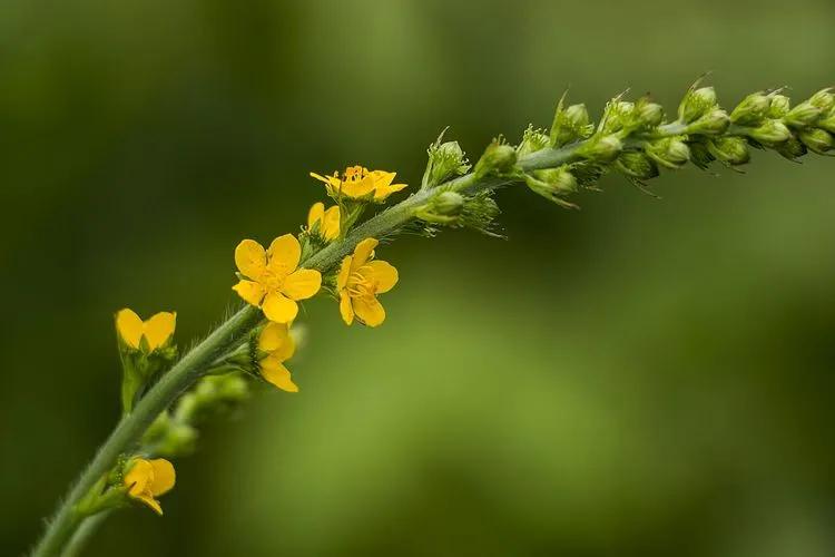 龍芽草(金花公)蘿藦葎草(拉拉藤)馬松子少花馬藍馬