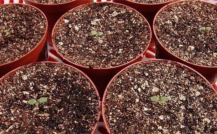 3月开什么花 瓜叶菊 - 汽车时代网