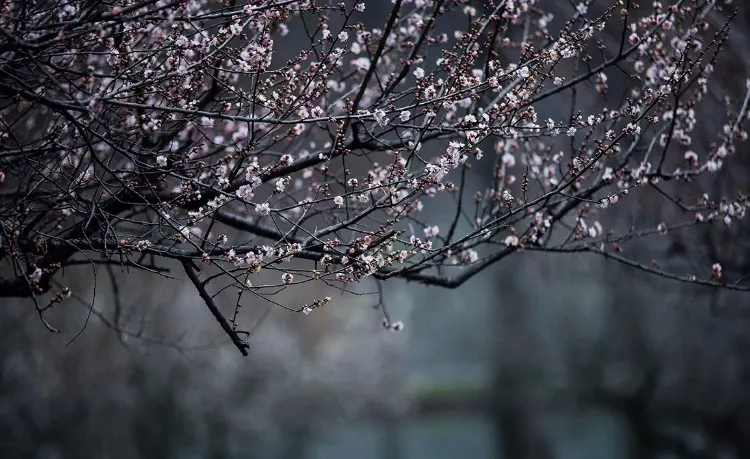 每日好诗词|淡泊梅花伴一溪,皑皑白雪踏新泥