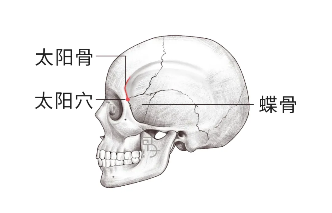 如何用脑科学的方式打开传统骨相学？