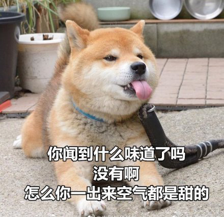 柴犬土味情话表情包合集｜你知道我的缺点是什么吗？