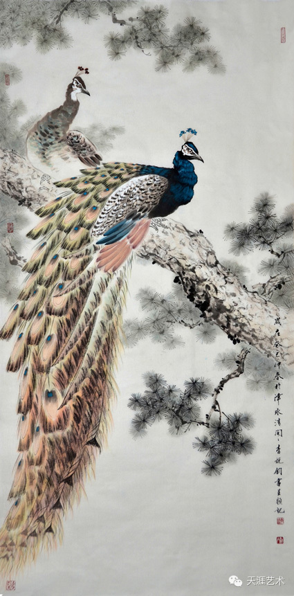 孔雀东南飞！高贵、冷艳的白孔雀