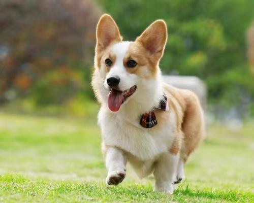 狗狗总是拉稀软便怎么办？新手养狗必备知识点