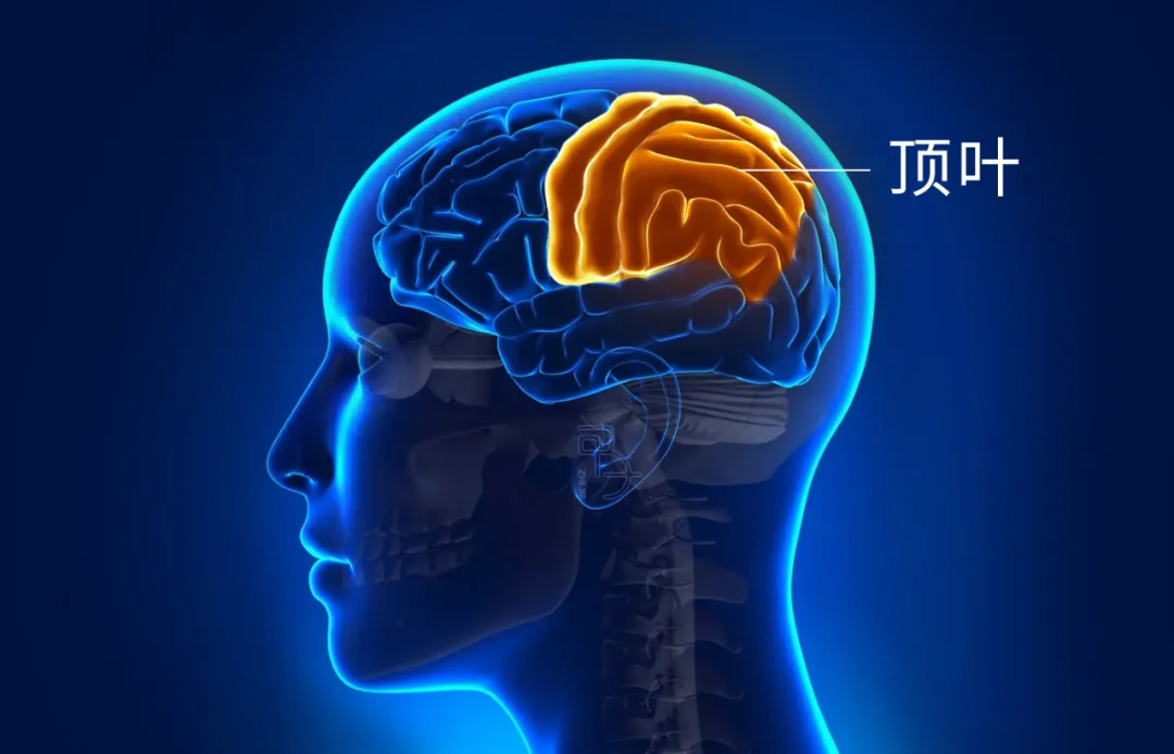 如何用脑科学的方式打开传统骨相学？