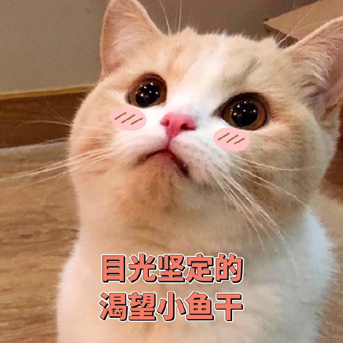 猫咪表情包：你的良心不会痛吗