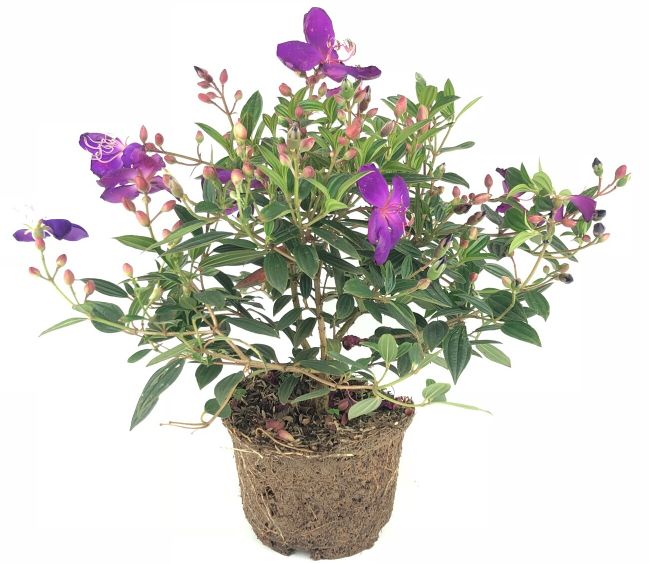 巴西野牡丹的养护知识