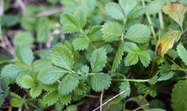 龙牙菜的功效与作用-我的快乐小窝