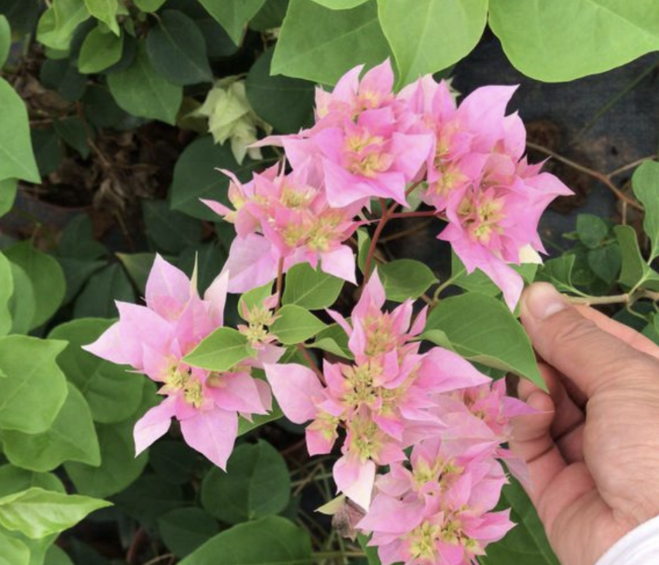 三角梅花期有多长（学会4个三角梅养护方法）