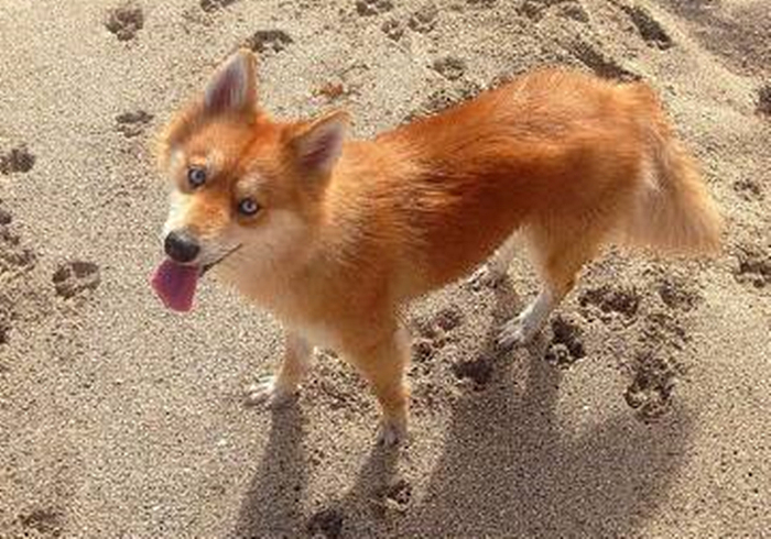 白博美混狐狸狗(二哈和博美生出了一只"狐狸"?