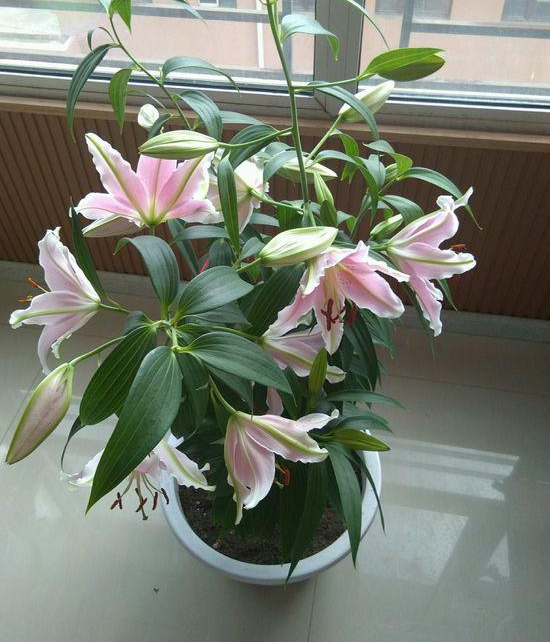 香水百合怎么养(香水百合盆栽种植方法)-图3