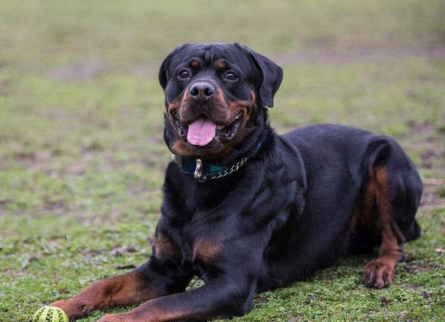 罗威纳犬价格,罗威纳犬价格多少钱一只