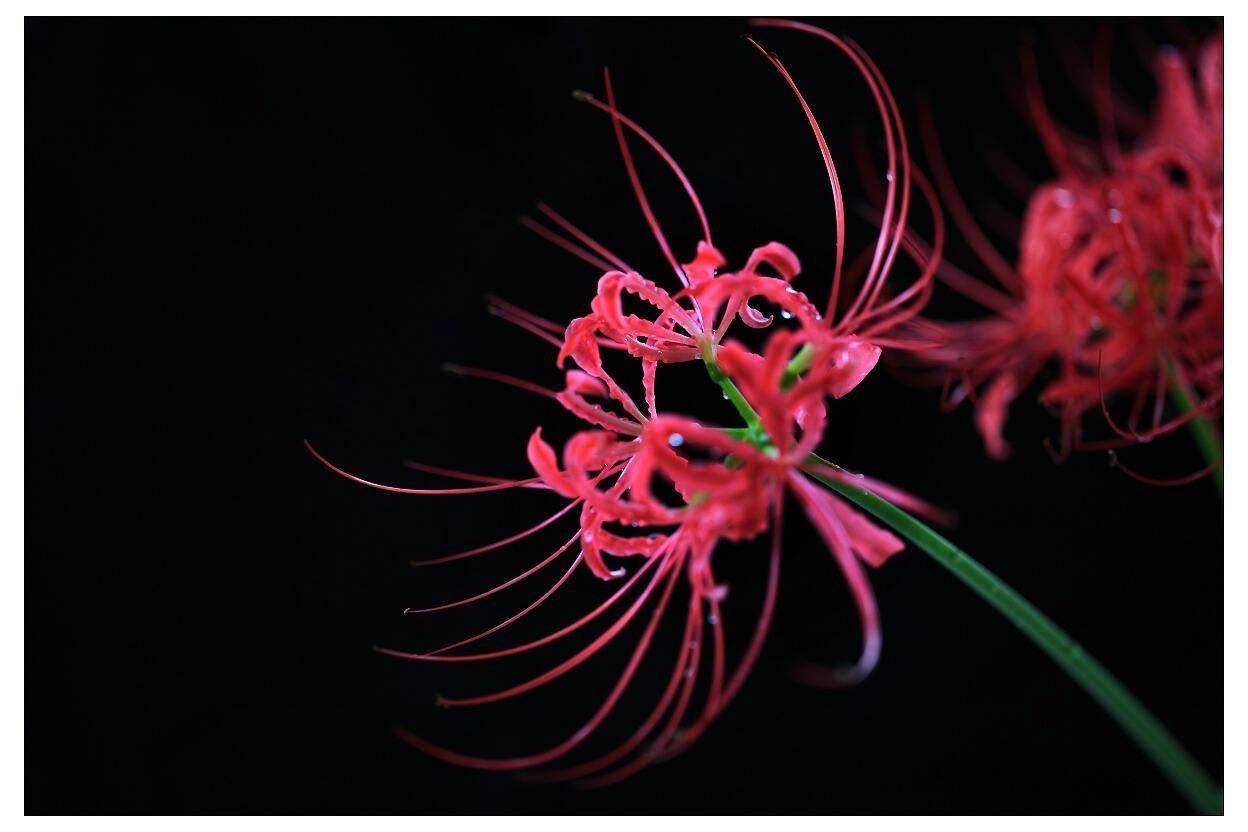 被称"死亡之花",珍稀植物水晶兰在贵州现世