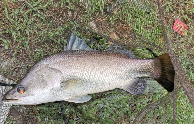 十多斤的野生大鱖魚?長江君一看