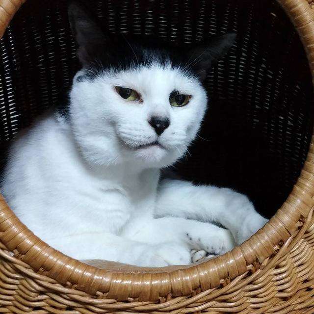 有刘海的猫咪,也太太太卡哇伊了吧!这发型完全是猫届的时髦精嘛