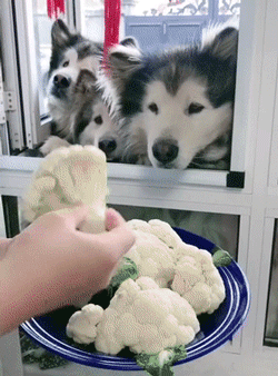 原来狗狗挑食总不吃狗粮，是因为你没有做这几件事