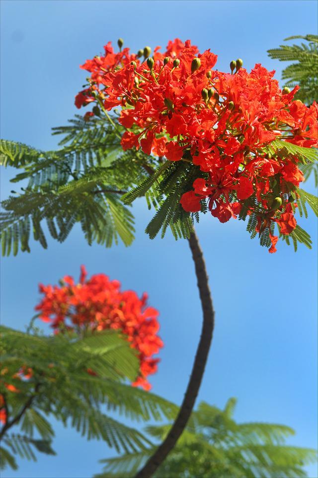 散文:美丽的凤凰花