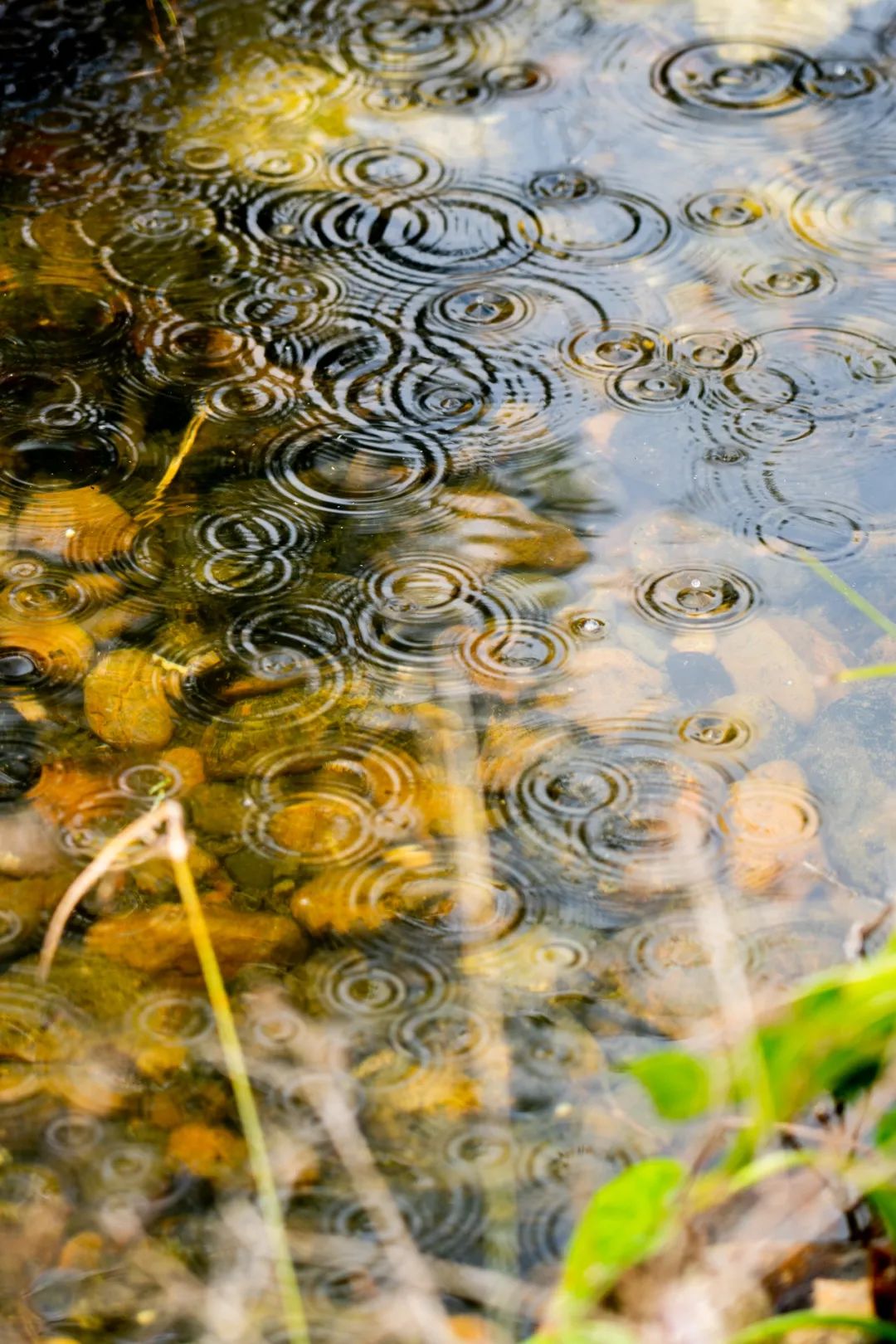 读诗｜下雨了，我真的好想你