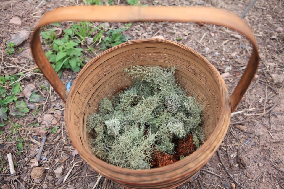 探秘云南深山里的"树花菜",这样的纯天然美食,想止住口水都难