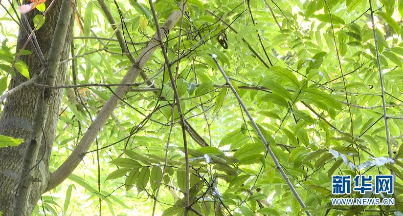 惊艳!生物多样的保山,美到你无法想象