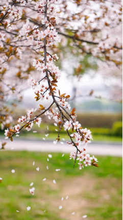 如果，在东南大学遇见你