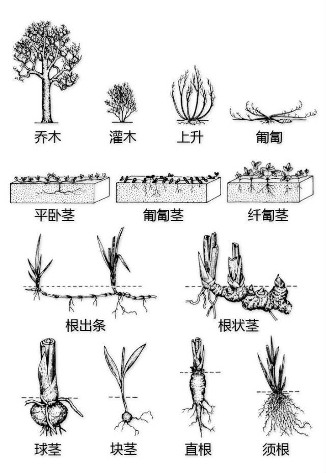 花的基本结构简图（教科书般的植物形态图解）