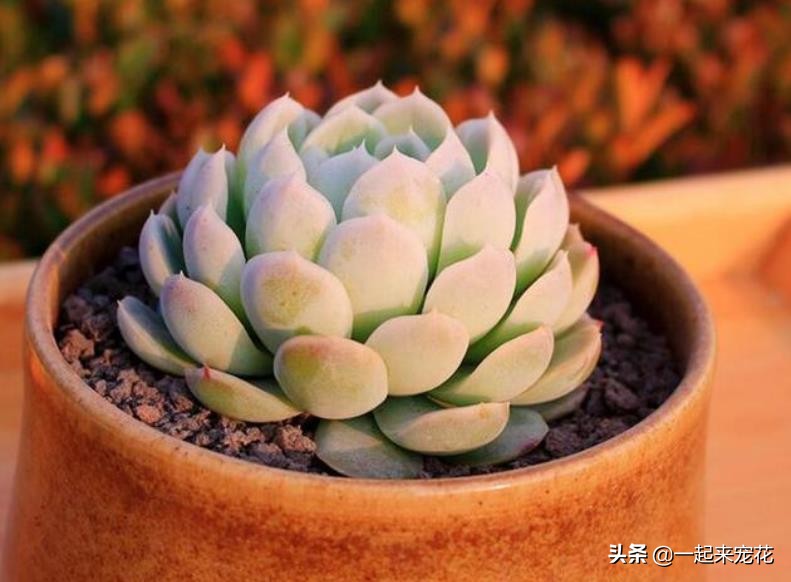 4裬쳤ԽԽʺ