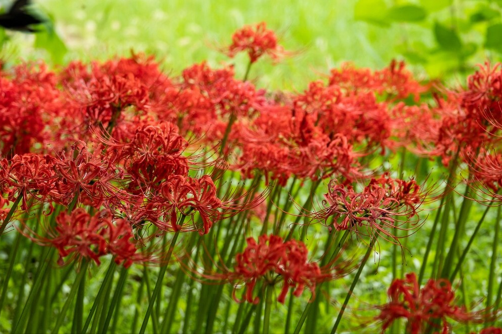 电视剧中常出现的十大“神奇植物”，有的还是人名，看你见过几种