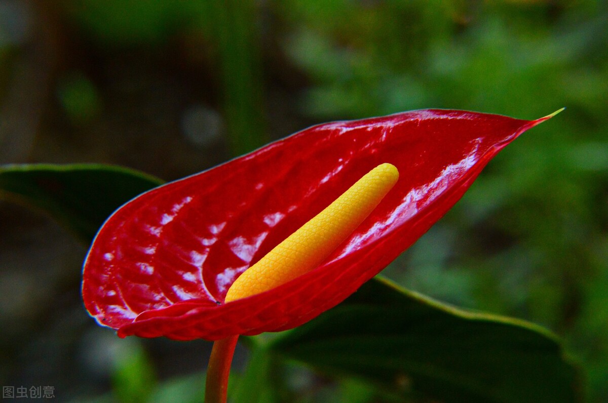 哪些草花特别耐开？这10种的确值得拥有，开300天问题不大