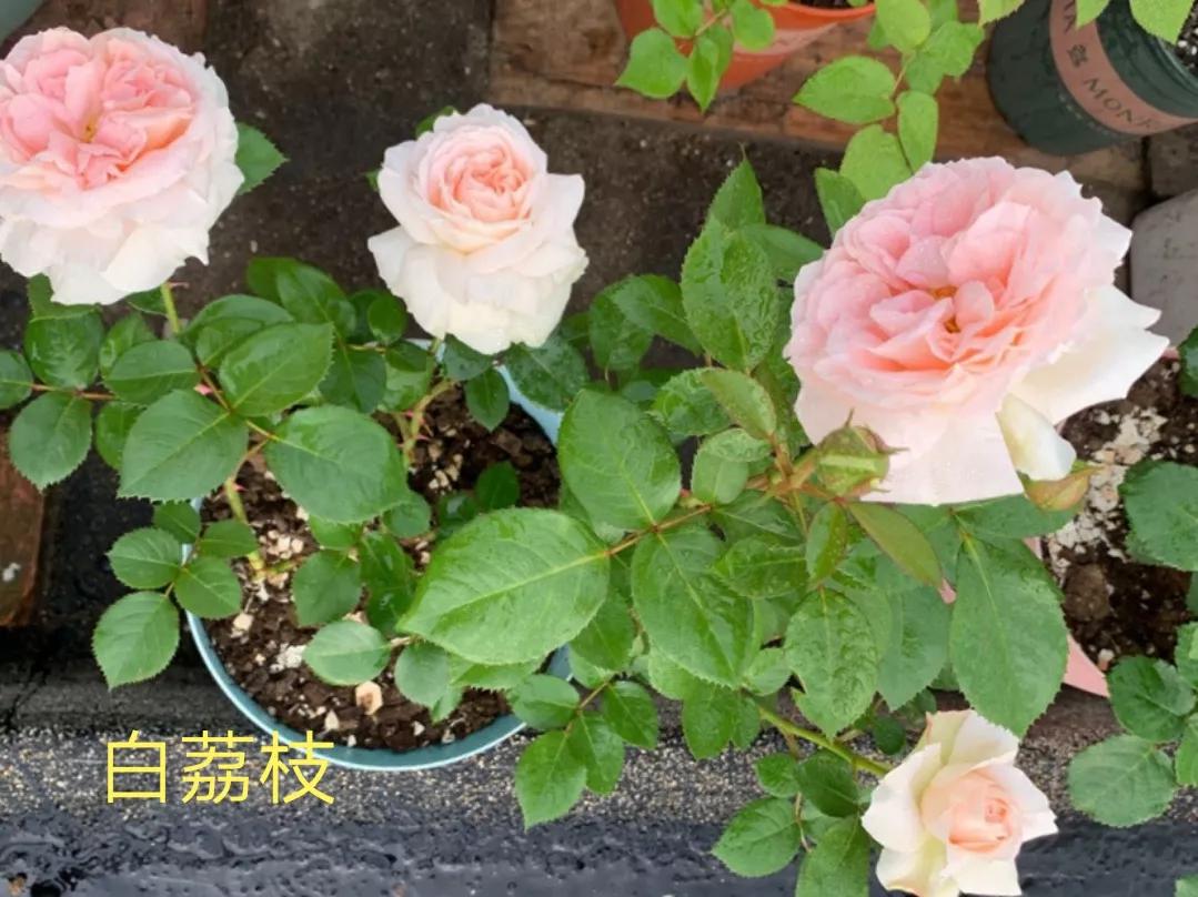 白荔枝玫瑰花语是什么（常见切花月季一览）