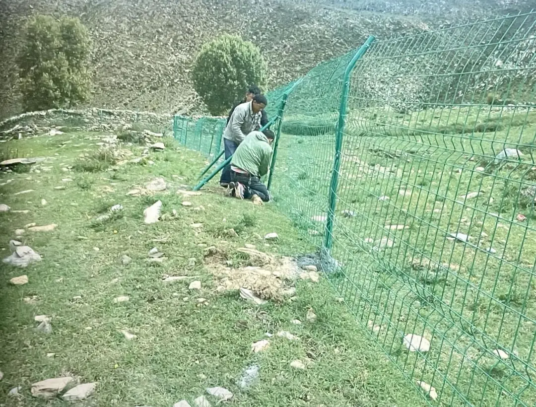 藏羚羊尸体!检察官的车中弹了!
