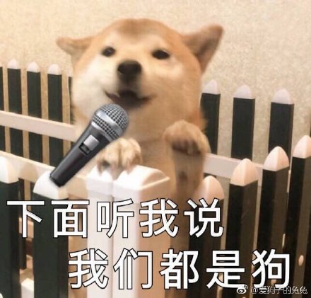 呆萌柴犬表情包：下面听我说，我们都是狗