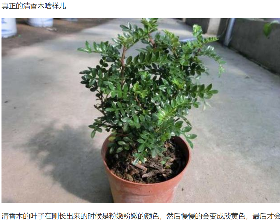 清香木和胡椒木的区别（清香木和李鬼木的对比及辨别方法）