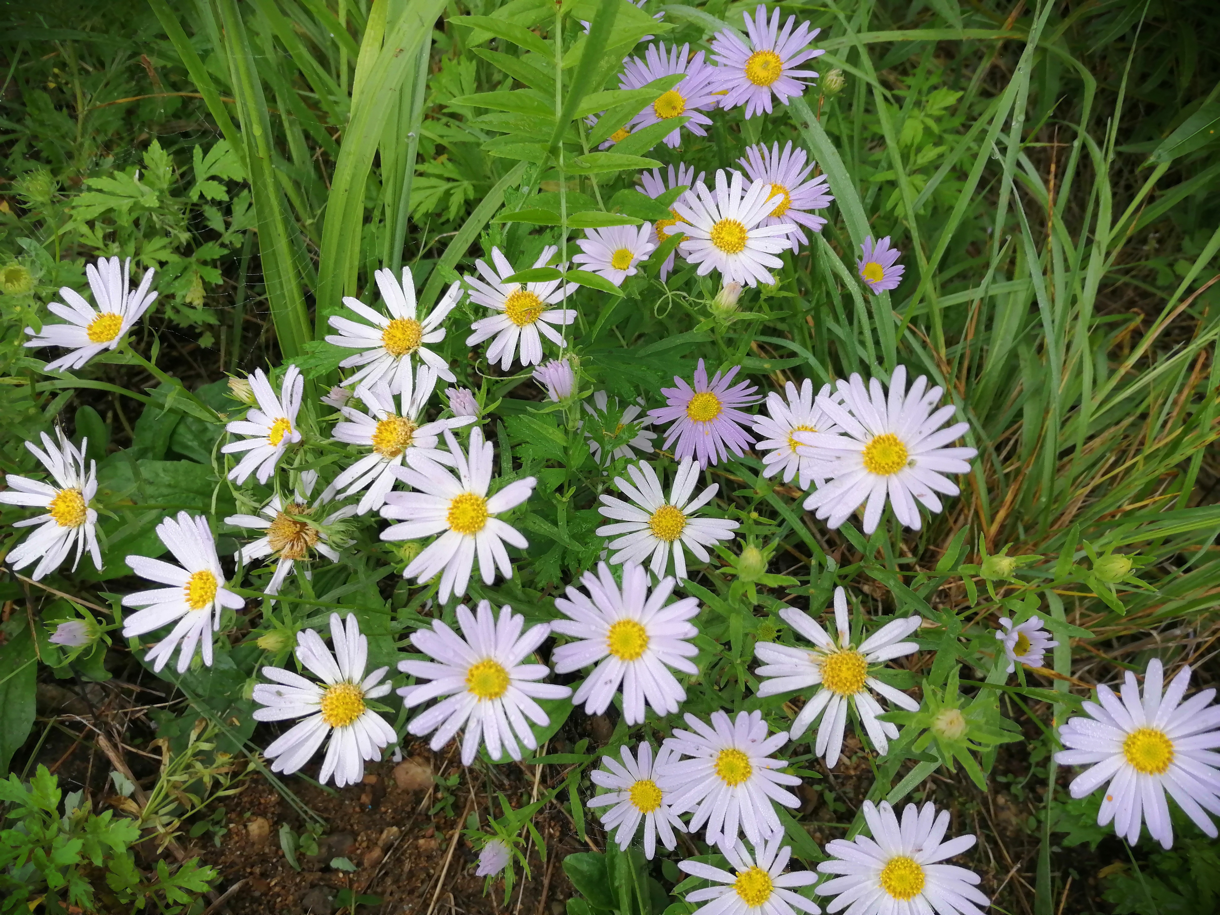 一缕相思，一束紫菀花